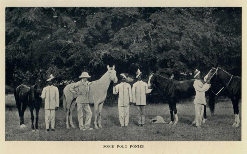 SOME POLO PONIES